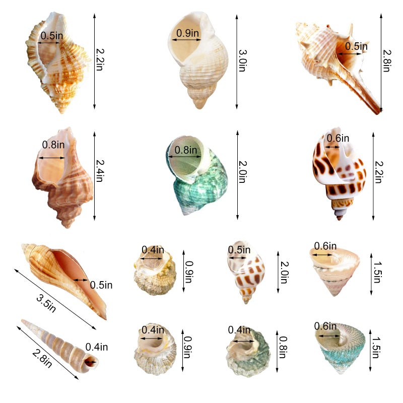 Lucky Baby 15+pcs Hermit Crab Shells Small to Medium Sea Conch Size 1/4-1 1/2 Inches Natural Growth Turbo Seashells Conch for Small Hermit Crab Turbo Shells - Image 2